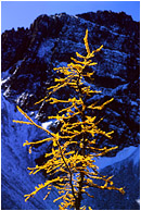 Blooming Larch, Mountains: Manning Park, BC, Canada (2003) - Fine art nature photograph of a yellow larch tree against a rugged mountain background
