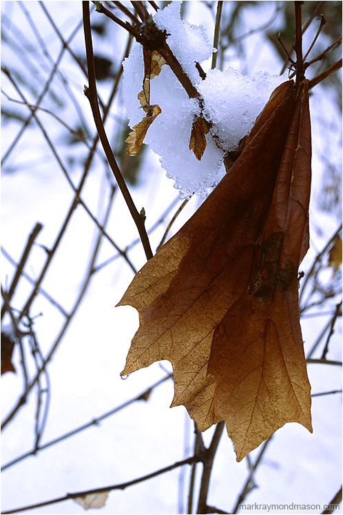Faded Maple Leaf, Snowy Day: Squamish, BC, Canada (2002-00-00) - Fine art photo of a faded maple leaf hanging in bare branches against a brilliant background of snow