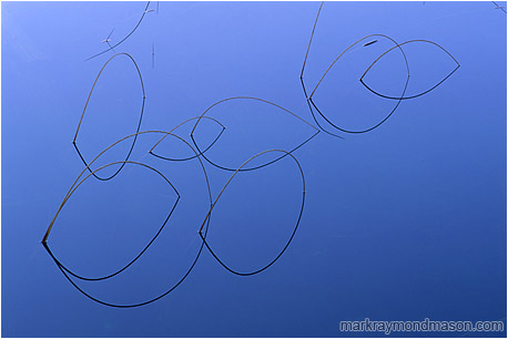 Abstract nature photograph of reeds and their reflections forming rings in pure blue water