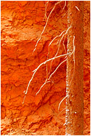 Orange Rock, Snowy Snag: Bryce Canyon, UT, USA (2003) - Abstract photograph showing snow coating the branches of a dead snag at the bottom of a sandstone canyon