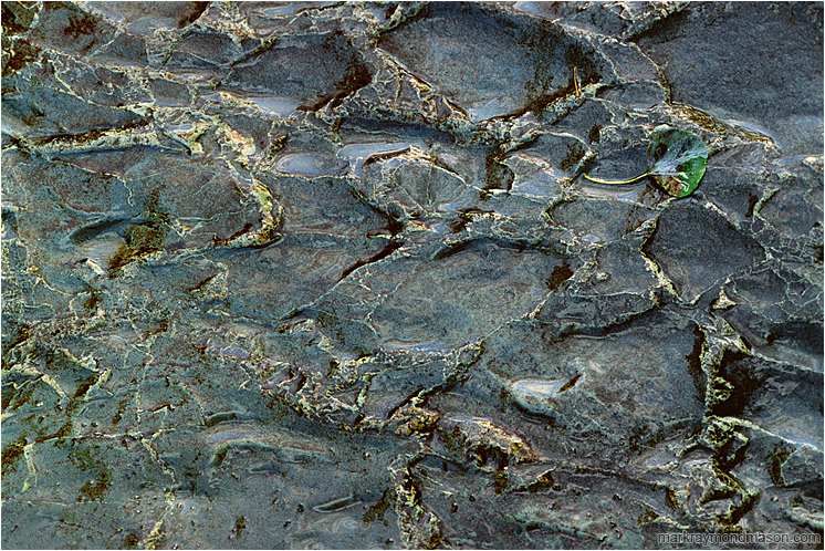Water-Worn Rock, Leaf: Near New Denver, BC, Canada (2003-00-00) - Abstract nature photograph of leaf on a water-worn patterned rock, in golden afternoon light