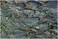 Water-Worn Rock, Leaf: Near New Denver, BC, Canada (2003) - Abstract nature photograph of leaf on a water-worn patterned rock, in golden afternoon light