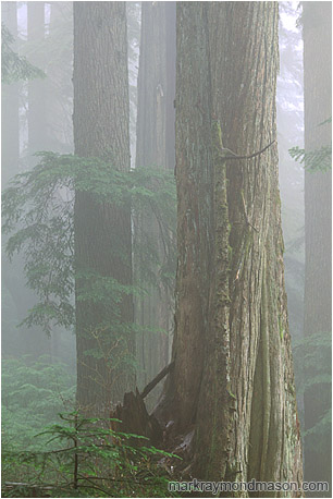 Fine art photograph showing a misty rainforest, the trees fading into a foggy background