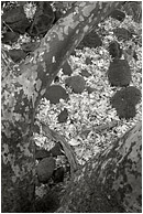 Tree Branches, Autumn Leaves (B&W): Near Flagstaff, AZ, USA (2003) - Black and white fine art photograph looking down through the branches of a large tree at pale white leaves on the floor of the forest