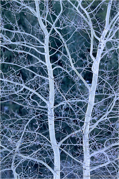 Brilliant Branches: Near Princeton, BC, Canada (2004-00-00) - Abstract photograph showing a cluster of luminescent tree branches against a dark background