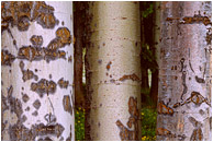 Mottled Aspens: Near Princeton, BC, Canada (2005) - Fine art macro photograph of varied and colourful textures in three aspen trunks, and a blurry flower meadow background
