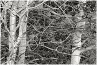 Aspens, Blown Branches (B&W): Near Princeton, BC, Canada (2005) - Fine art black and white photograph of slender, curved aspen branches shaped by the wind