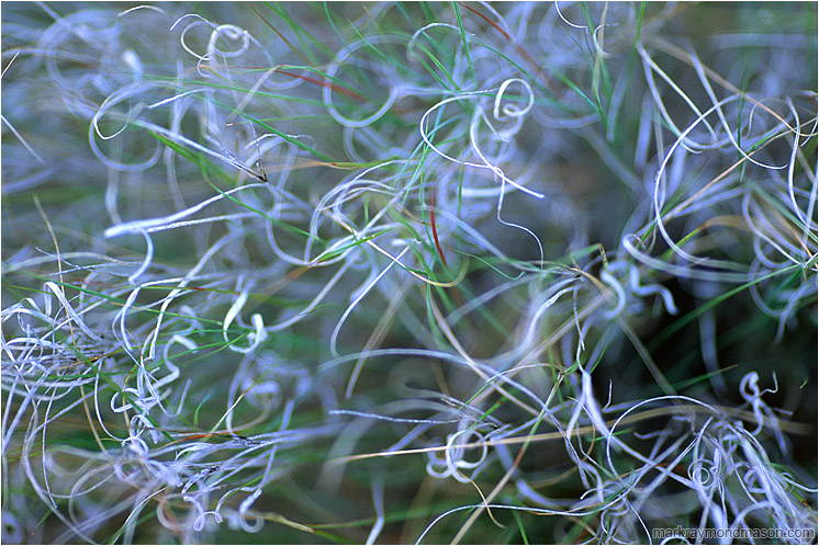 Spring Grasses: Near Princeton, BC, Canada (2005-00-00) - Abstract photograph showing blue and white grasses, curled into intricate patterns
