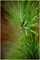 Needles, Rain: Near Princeton, BC, Canada (2006) - Fine art macro nature photograph of delicate rain drops coating pine needles after a severe rainstorm
