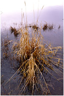 Bunchgrass, Calm Water: Near Princeton, BC, Canada (2006) - Fine art nature photograph of a bunch of pond weeds on the surface of a blue, calm lake with surface reflections