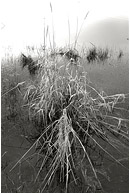 Bunchgrass, Calm Water (B&W): Near Princeton, BC, Canada (2006) - Fine art black and white photograph of pale swamp grass set against calm grey, luminescent water