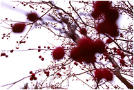 Berries, Branches: Calgary, AB, Canada (2006) - Abstract photograph of blurry red berries and chaotic bare branches silhouetted against a white sky
