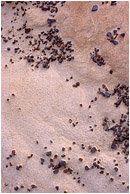 Coloured Rocks, Muddy Wash: Near Drumheller, AB, Canada (2006) - Fine art photograph of brightly coloured rocks forming a dynamic pattern on lightly toned sand