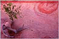 Swirled Sandstone, Tiny Tree: Escalante Region, UT, USA (2007) - Fine art photograph of a tree growing out of colourful, wind-eroded sandstone