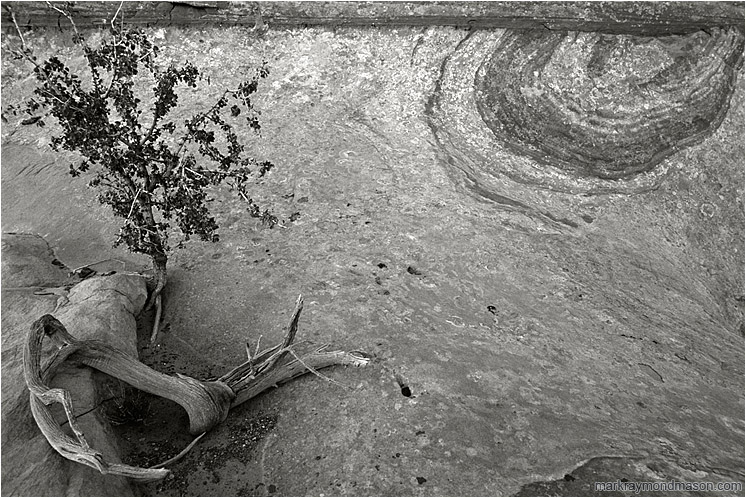 Swirled Sandstone, Tiny Tree (B&W): Escalante Region, UT, USA (2007-00-00) - Fine art black and white photograph of a small tree growing out of multi-toned, patterned sandstone