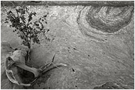 Swirled Sandstone, Tiny Tree (B&W): Escalante Region, UT, USA (2007) - Fine art black and white photograph of a small tree growing out of multi-toned, patterned sandstone