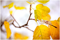 Fall Leaves, Stems: Kananaskis, AB