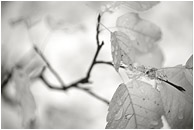 Fall Leaves, Stems (B&W): Kananaskis, AB, Canada (2007) - Fine art black and white photograph showing pale, blurry leaves against a backdrop of pure white snow