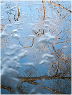 Floating Ice, Tangled Trees: Calgary, AB, Canada (2010) - Abstract photograph of floating ice obscuring the reflections of bare trees