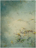 Seagrass, Cloudy Water: Caye Caulker, Belize (2010) - Abstract photograph showing pieces of seagrass floating on translucent green ocean water