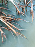 Mangrove Roots, Smooth Sea: Caye Caulker, Belize (2010) - Fine art photograph showing mangrove roots reaching into milky smooth seawater