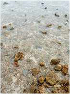 Smooth Sea, Crusted Concrete: Caye Caulker, Belize (2010) - Fine art photograph showing blocks of broken concrete, crusted with snails, in a smooth shallow sea