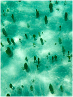 Ocean Floor, Tiny Trees: Cozumel, Mexico (2010) - Abstract underwater photograph of a forest of tiny plants on a sandy white ocean floor