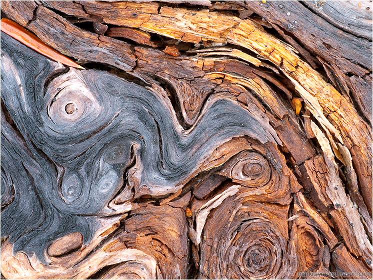 Woven Wood: Near Monashee Park, BC, Canada (2010-09-04) - Abstract macro photograph of colourful twisting patterns in a aged, fallen log