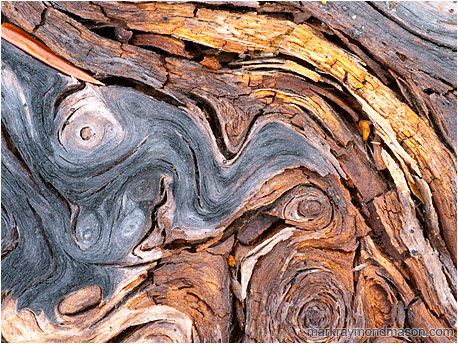 Abstract macro photograph of colourful twisting patterns in a aged, fallen log