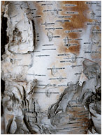 Stained Bark, Shadows: Near Dawson, YT, Canada (2010) - Fine art photograph of curled, stained birch bark in white light, set against threatening black shadows