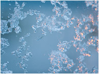 Ice Crystals, Lamplight: North of Watson Lake, YT, Canada (2010) - Abstract photograph of ice clinging to a window pane, lit by both natural and artificial light