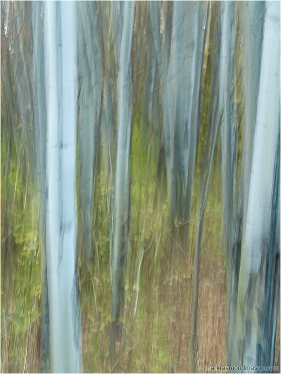 Painted Forest, Brambles: Near Kamloops, BC, Canada (2011-10-15) - Abstract photograph of a motion-blurred forest, with lines and texture where the camera paused