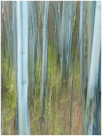 Painted Forest, Brambles: Near Kamloops, BC, Canada (2011) - Abstract photograph of a motion-blurred forest, with lines and texture where the camera paused