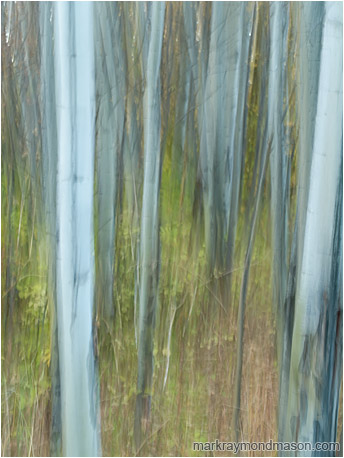 Abstract photograph of a motion-blurred forest, with lines and texture where the camera paused