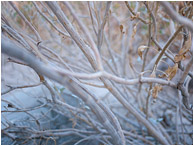 Flowing Branches, Dry Leaves: Near Salton Sea, CA