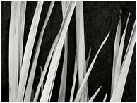 Burnt Yucca, Leaves (B&W): Joshua Tree, CA, USA (2012) - Abstract  black and white photograph of fresh leaves against burnt yucca bark
