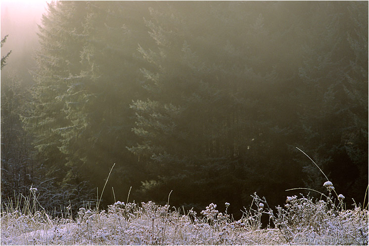Frozen Grass Field, Forest: Near Princeton, BC, Canada (2002-00-00) - Fine art photograph showing frosty grass and mist and a forest background