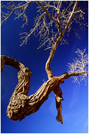 Crooked Tree: Little Wildhorse Canyon, UT, USA (2003) - Abstract photograph of a twisted desert tree and brilliant leaves against a cobalt blue sky