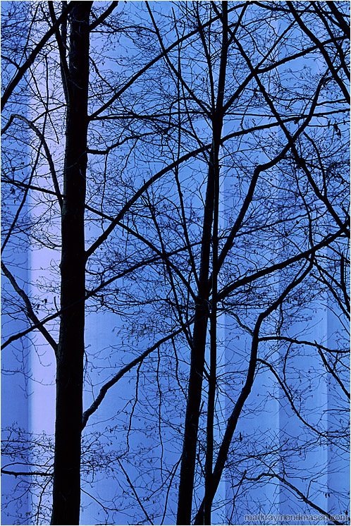 Dark Trees, Silo: Vancouver, BC, Canada (2004-00-00) - Abstract photograph showing tree branches silhouetted against blue concrete grain silos