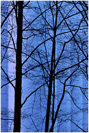 Dark Trees, Silo: Vancouver, BC, Canada (2004) - Abstract photograph showing tree branches silhouetted against blue concrete grain silos
