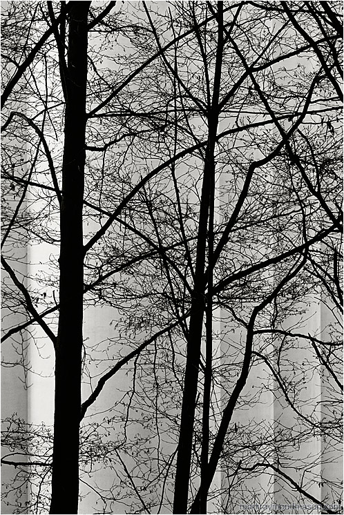 Dark Trees, Silo (B&W): Vancouver, BC, Canada (2004-00-00) - Abstract black and white photograph of black tree branches against the rigid, stacked lines of a grain silo