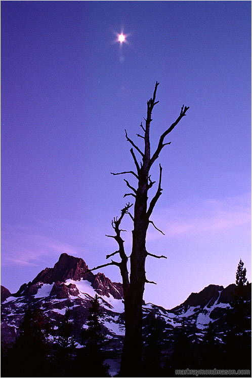 Snag, Mountains, Moon: High Sierras, CA, USA (2001-00-00) - Fine art nature photograph of a brilliant moon above the outline of an old snag with mountains and forests in the backgound