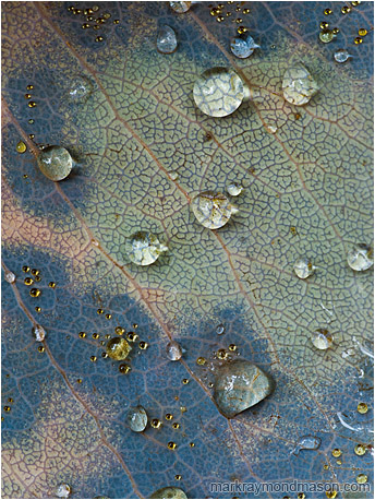 Fine art macro photo of perfect round water beads, some tinted yellow, on the faded surface of a veiny leaf