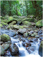Rocky River, Jungle: Near Atenas, Costa Rica (2013) - Fine art nature photograph of mossy river rocks and fallen debris surrounded by a dense, leafy jungle
