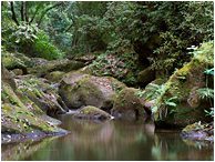 Smooth River, Jungle: Near Atenas, Costa Rica (2013) - Fine art photograph showing reflections of rich jungle in the smooth water of a lazy, rocky creek