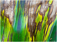 Blighted Palm Leaf: Near Atenas, Costa Rica (2013) - Abstract photograph showing streaks, colours and texture in a dying blighted palm leaf