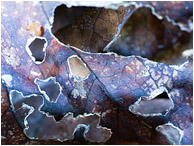 Leathery Leaf: Near Montezuma, Costa Rica (2013) - Fine art abstract photograph of a dead curled leaf, chewed into lattice by carpenter ants