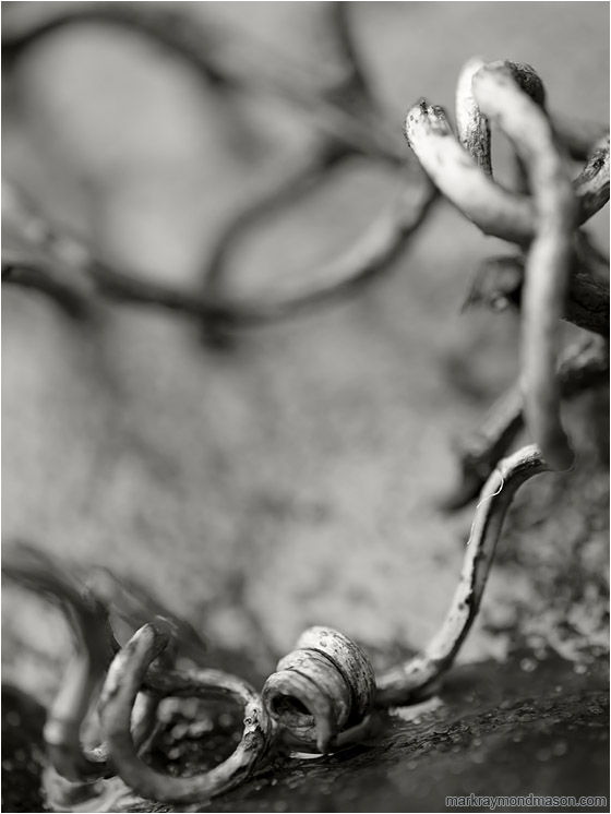 Spiral Twig: Near Montezuma, Costa Rica (2013-01-07) - Abstract macro black and white photograph of a tiny twig, spiraled and twisted on a granite slab