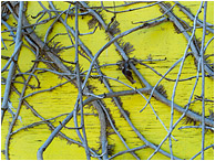Woven Vines, Dried Leaf: Vancouver, BC, Canada (2013) - Abstract photograph of creeping vines growing on a grotesque yellow painted plywood wall
