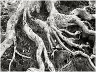 Crawling Roots, Lava Rocks: Hilo, HI, USA (2016) - Black and white photo of dried white tree roots sprawling through a field of black, sea-worn lava rock